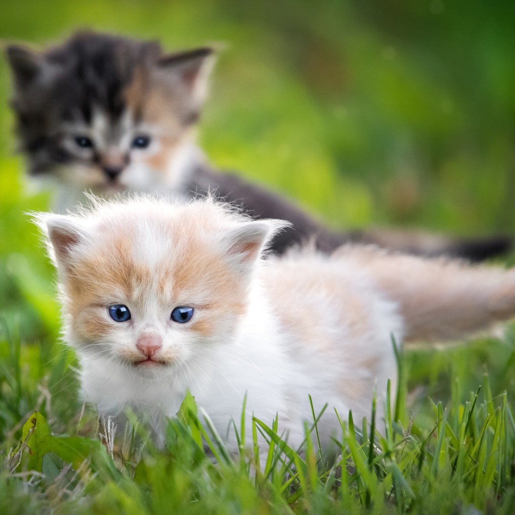 Imagen de 2 tiernos gatitos en el césped